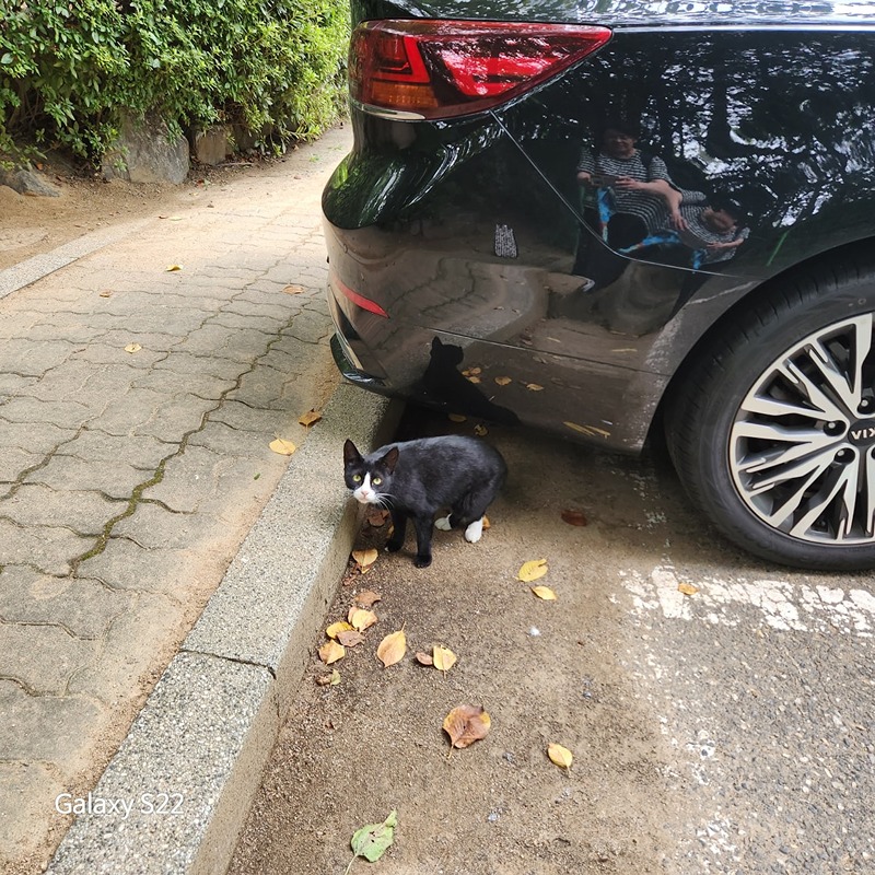 푸르지오길냥이 썸네일
