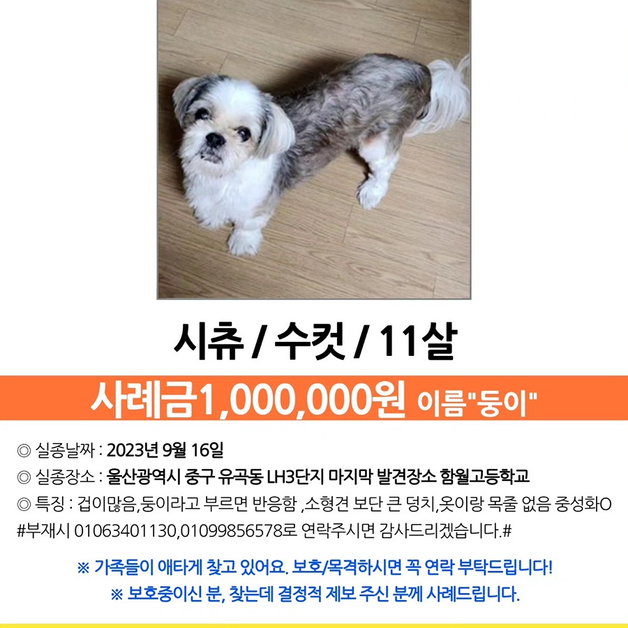 🚨사례금 100만원🚨 강아지를 찾습니다 썸네일