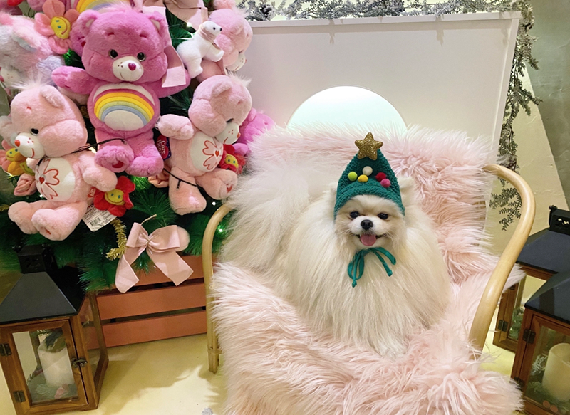 애견 카페 모임 썸네일