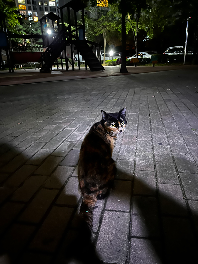 백석동 아이파크 냥이 썸네일