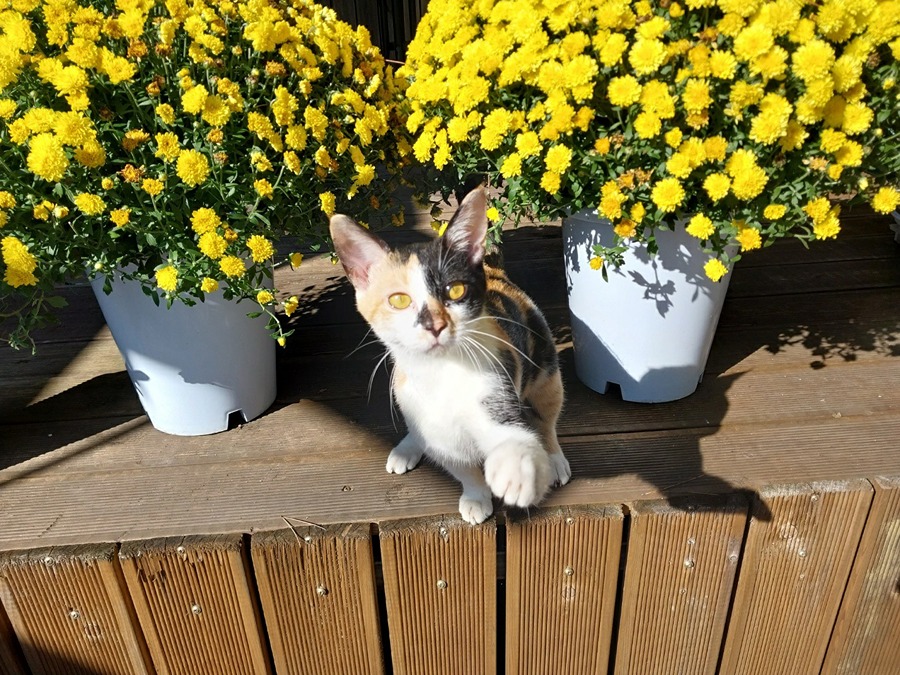 아가냥이 입양 문의 드려요~ 썸네일