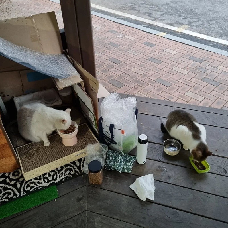 강남 길냥이 사랑방 썸네일