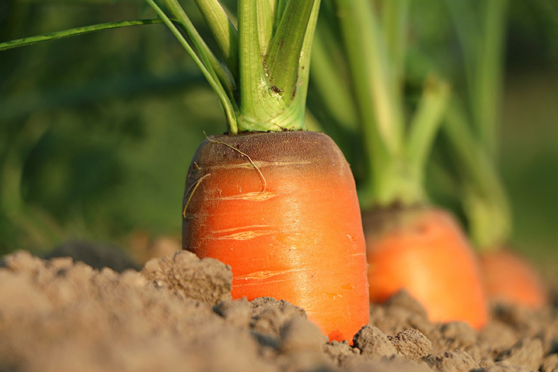 일산 당근바자회 🥕 썸네일