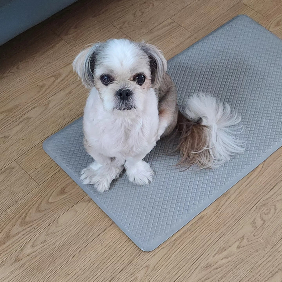 강아지를 찾습니다  썸네일