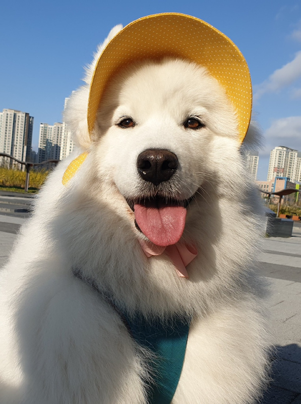 댕댕이 산책 썸네일