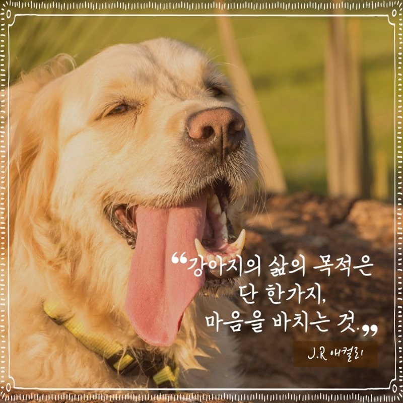 반려견 산책 모임 썸네일