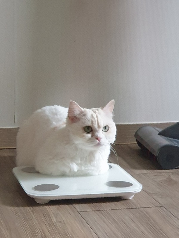 냥이요 썸네일