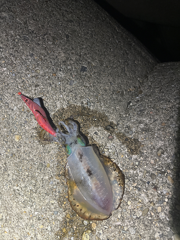 바다루어낚��시 썸네일