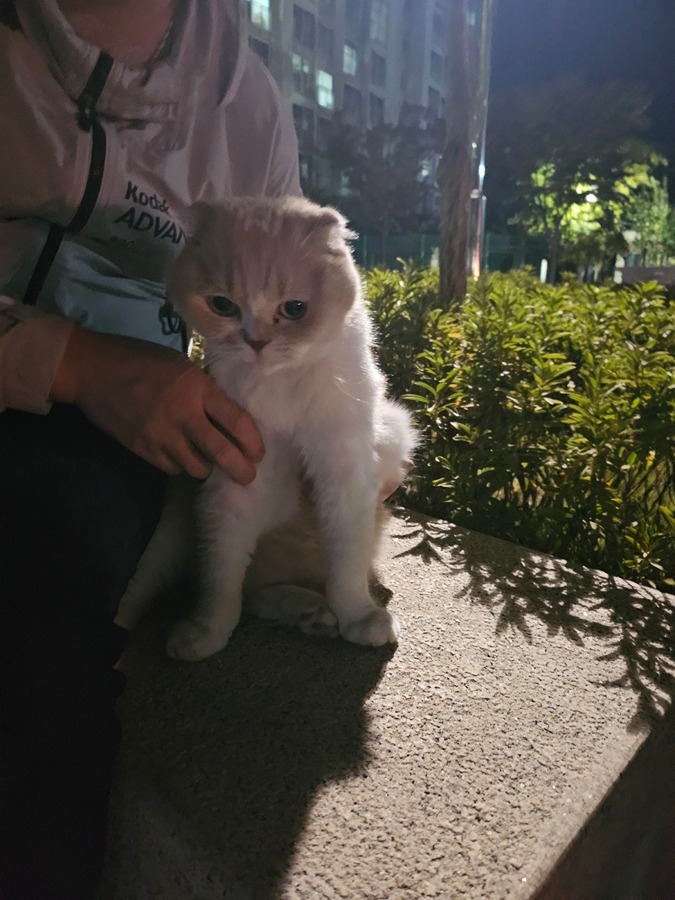 고양이 주인 찾습니다 썸네일