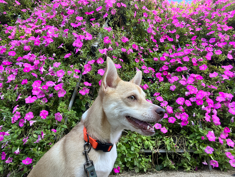 하루 1km 러닝 도전! 썸네일