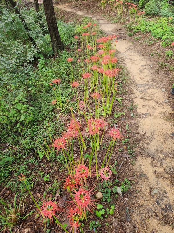 화봉산매니아 썸네일