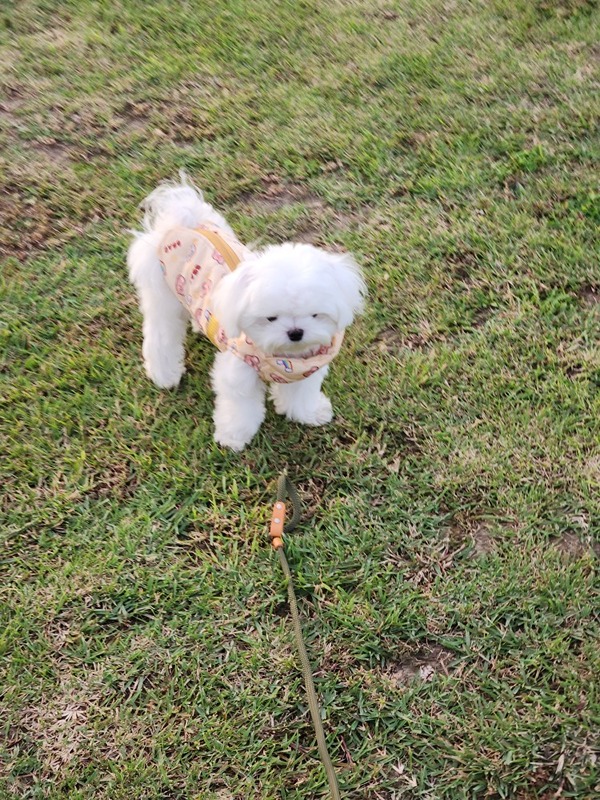 선운지구 황룡강변  애견모임 썸네일