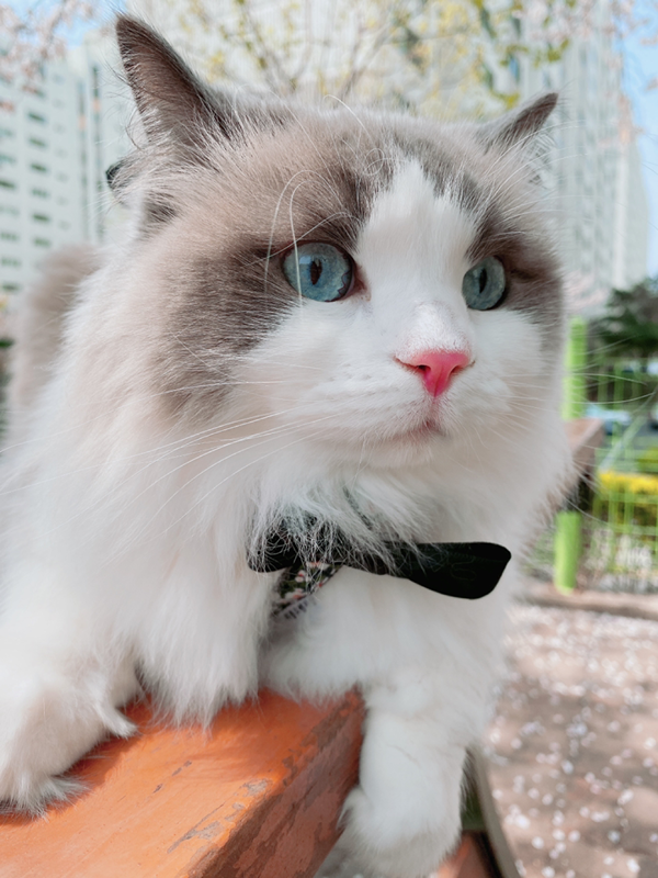 고양이 썸네일