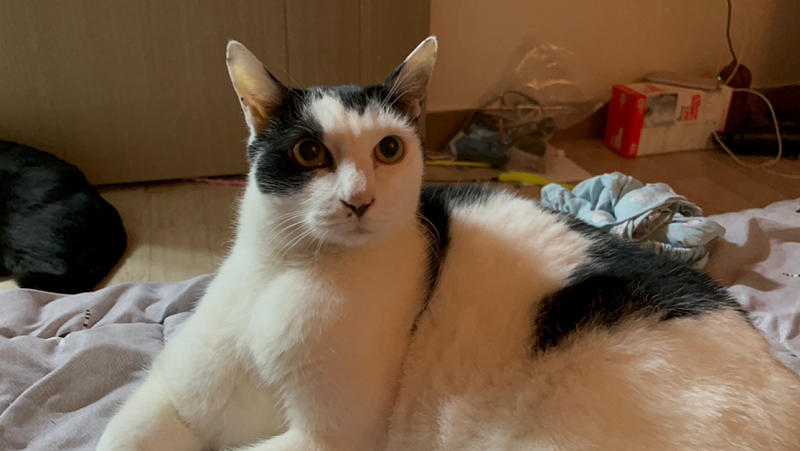 고양이 사랑모임 썸네일