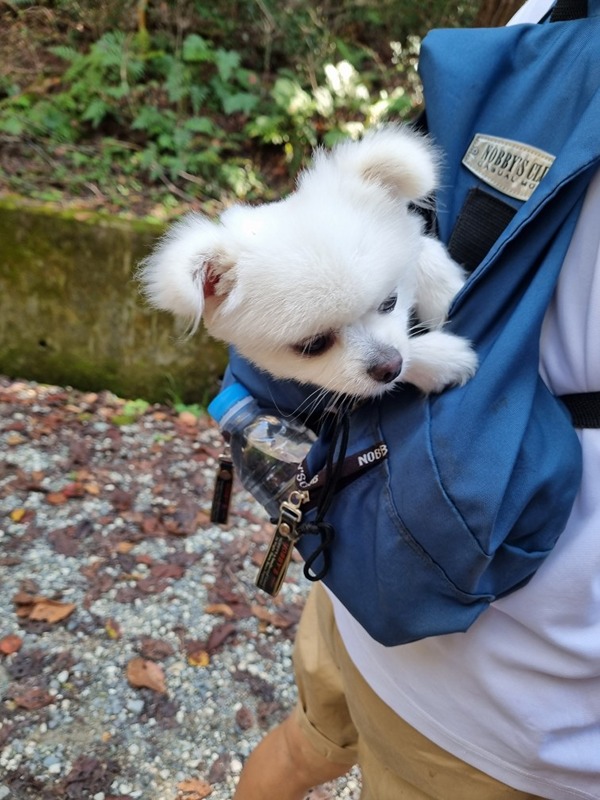 소형견사랑 썸네일