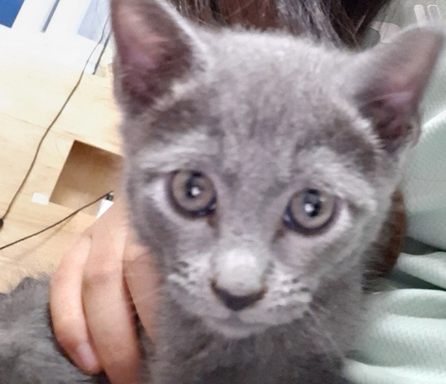 고양이 분실 썸네일