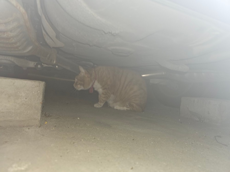 고양이 잃어버리신 분 계실까요? 썸네일