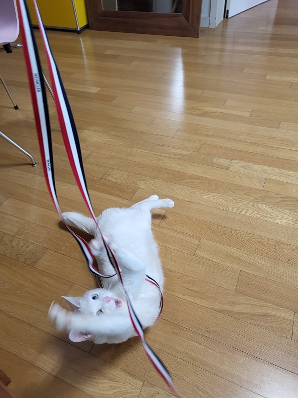 나는 냐옹 썸네일