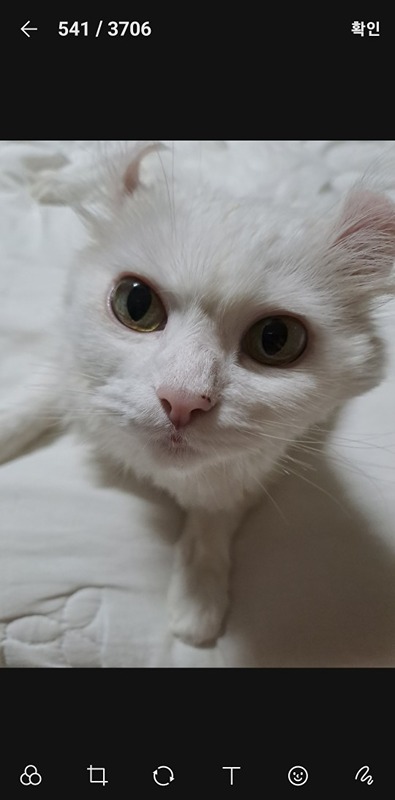 멍멍아 야옹해봐 썸네일