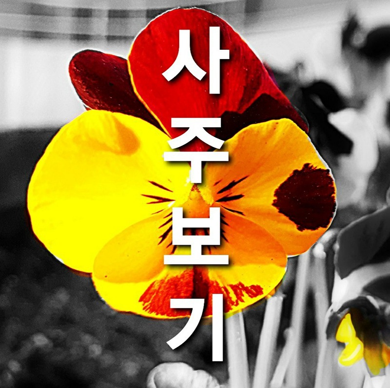 사주보기 썸네일