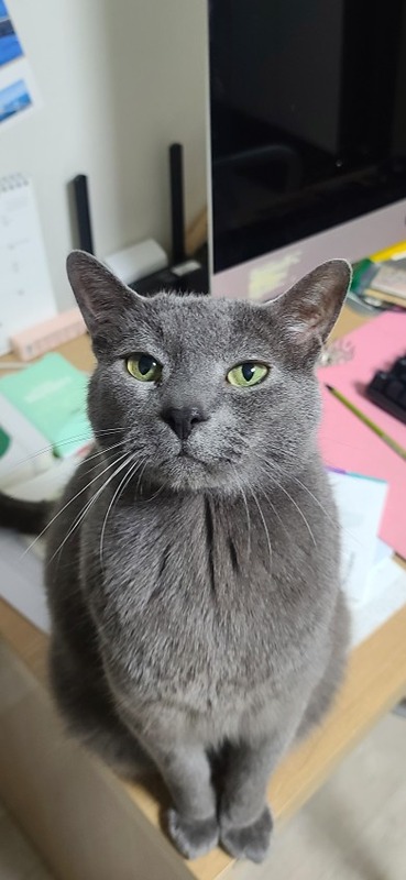 고양이 집사 커뮤니티 썸네일