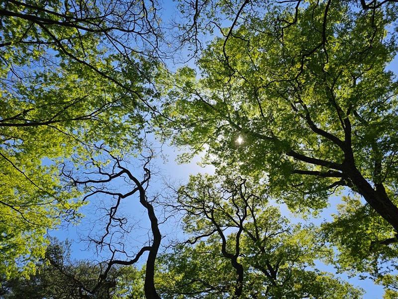 산사랑 썸네일