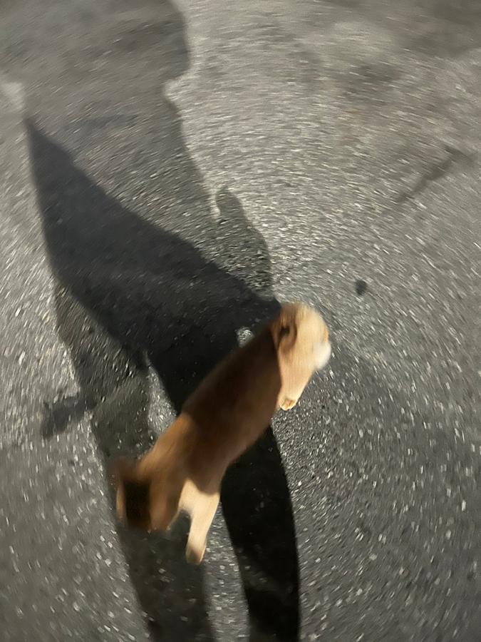 치즈 냥이 똥꼬털 관리된 고양이 냉정 인테리어 사무소 근처에서 헤메요 썸네일