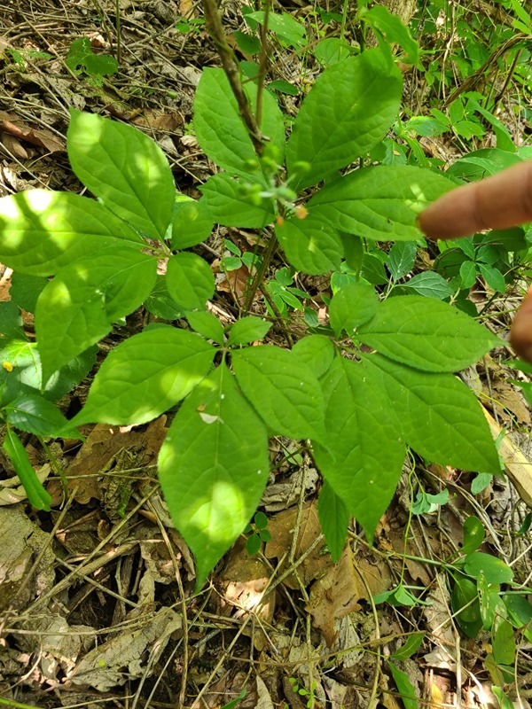 산약초 보러 이산저산 해봐요 ~~ 썸네일