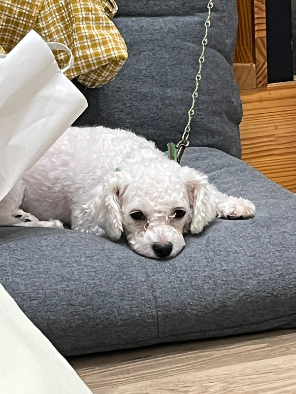 신호동:)강아지산책모임🐶 썸네일