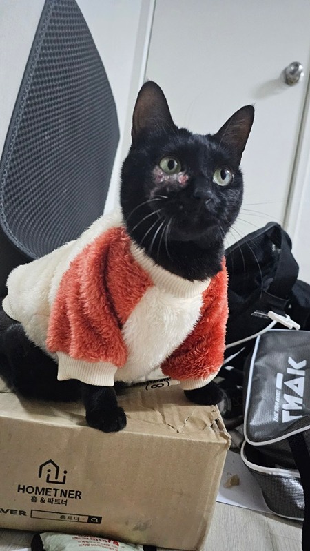 고양이 사진 모임 썸네일