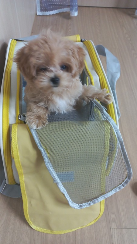 강아지  지식모임 썸네일
