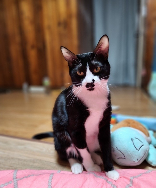 고양이를 읽어버렸습니다.고양이 찾아요ㅠ 썸네일