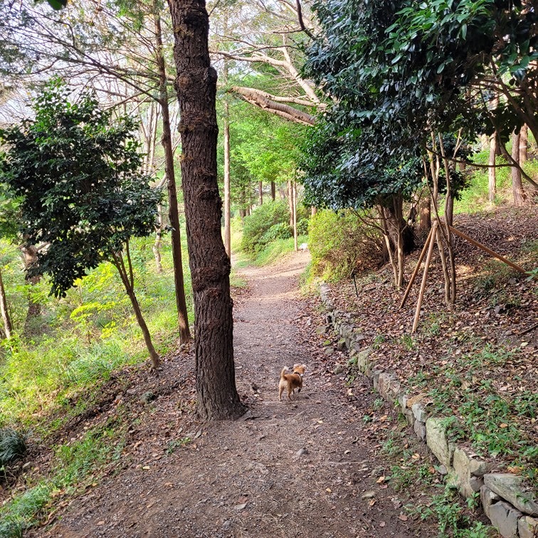 배산 등산,배드민턴 썸네일