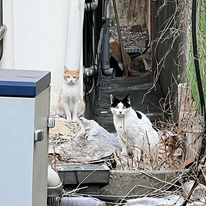 함께살아요,동네고양이 썸네일