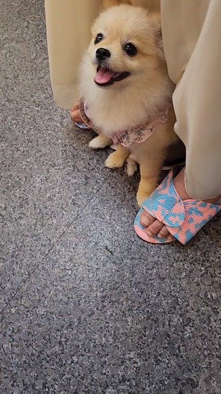 포메 . 미니비숑 반려자들 모여라~~~ 썸네일