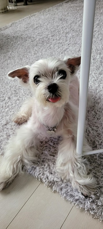 🐶  노견 모임 => 나두 멍멍💕입니다~ 썸네일