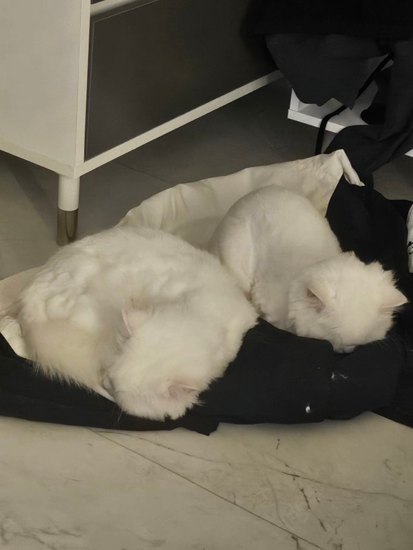 ❤️  광주고양이 집사모임 we cat❤️  썸네일