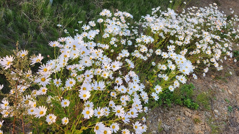 바람의향기 썸네일