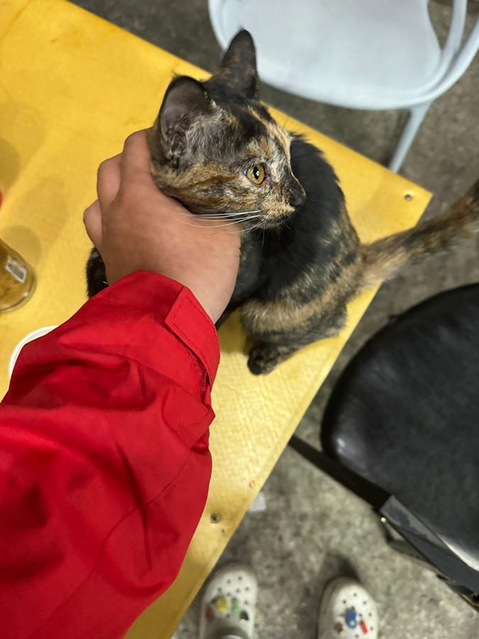 고양이 분실? 길냥이 썸네일