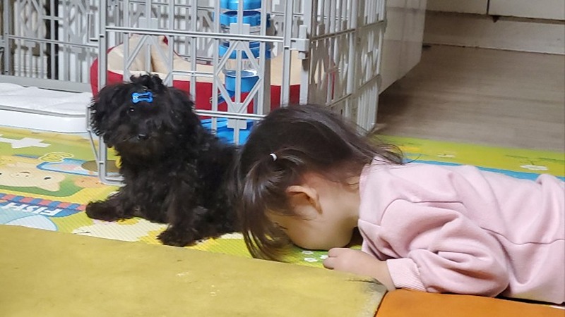 강아지 애견  산책  죽전중 썸네일
