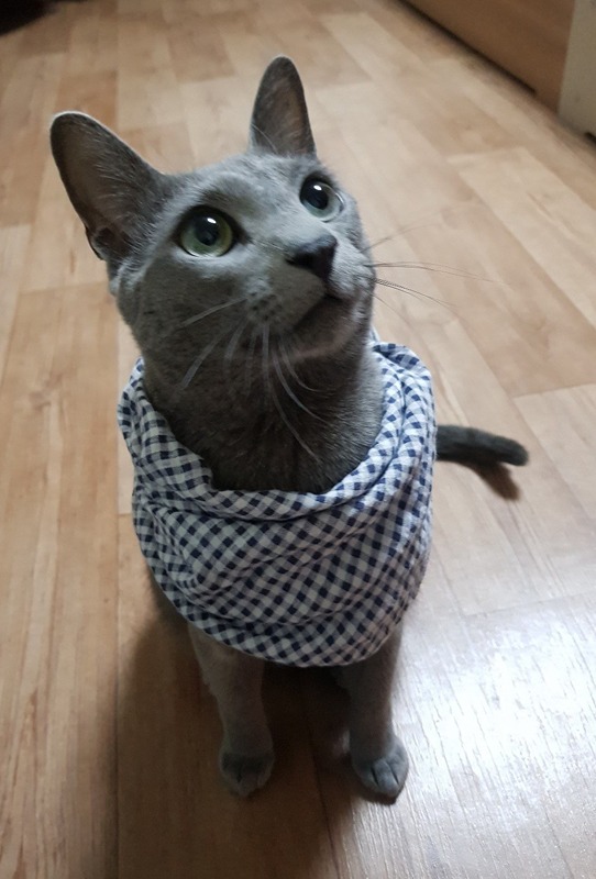 고양이 집사들의 모임ㅡ감삼동 죽전동 장기동 썸네일