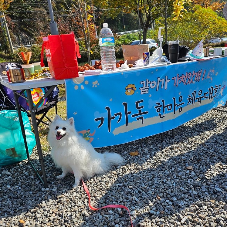 가가독