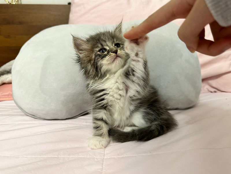 멍냥이 키우는 사람들 썸네일