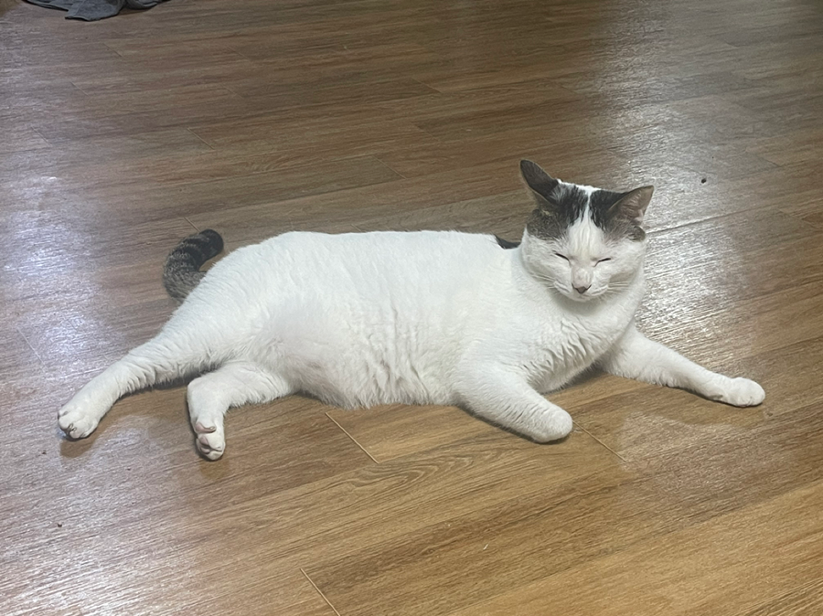 고양이  찾았습니다! 썸네일