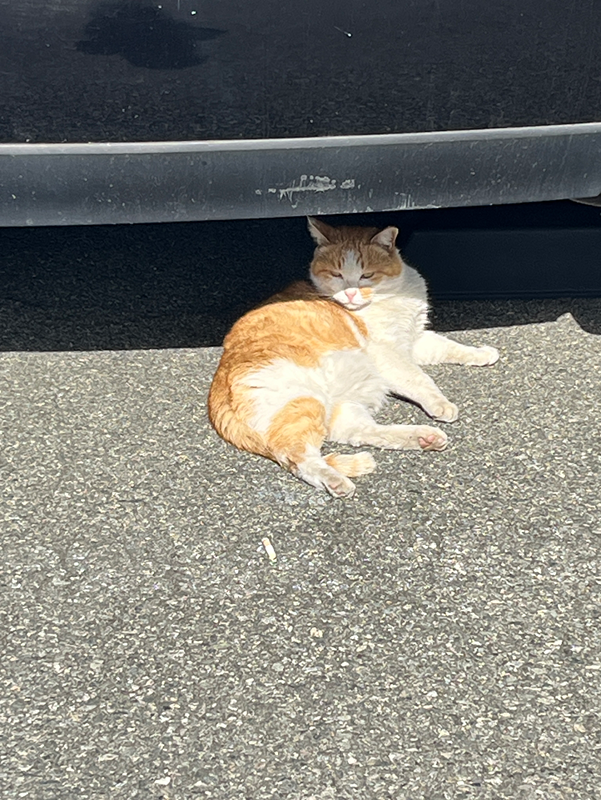 노을공원 🐾산책 썸네일