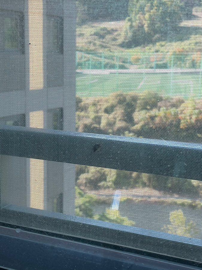 바퀴벌레 일까요? 썸네일