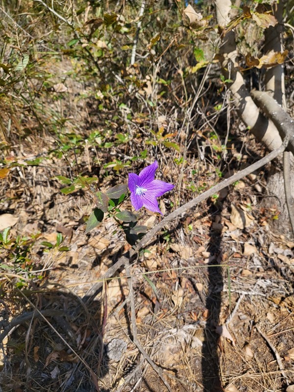 가을겨울산도라지산행 썸네일