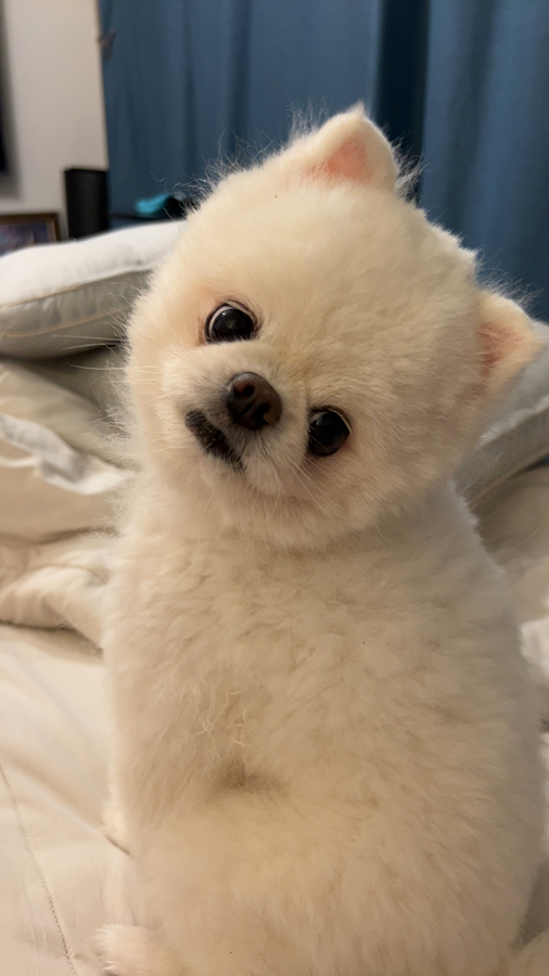 강아지를 찾습니다 썸네일