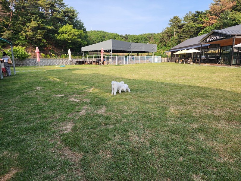 댕냥이 썸네일