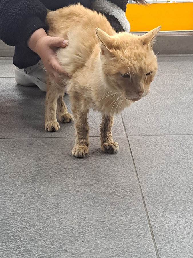 고양이 잃어버리신 분? 썸네일